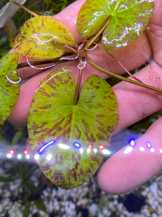 Green Tiger Lotus
