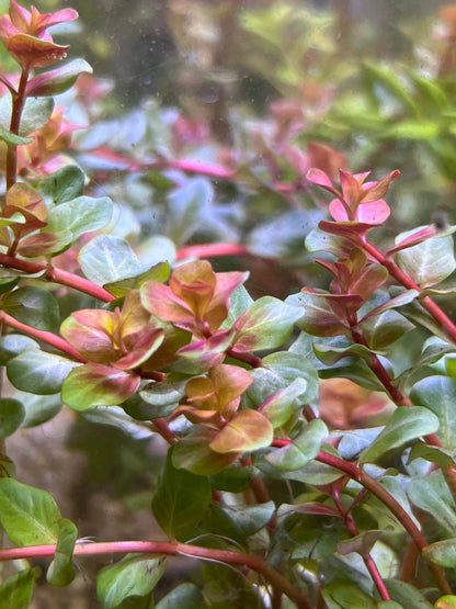 Rotala Macrandra