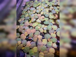 Mixed floaters plant pack