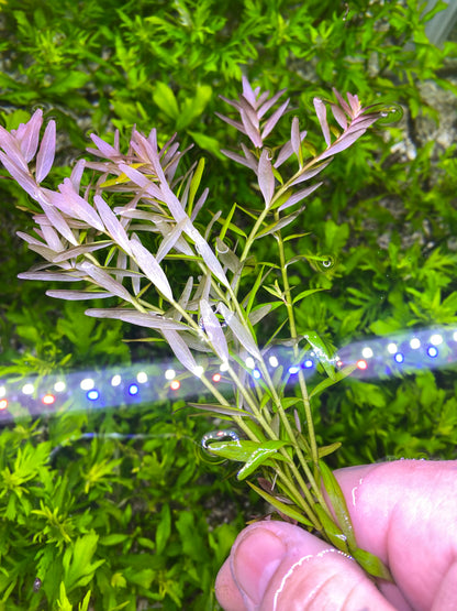 Rotala Rotundifolia “Mini pink”