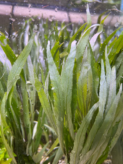 Hygrophilia lacustris