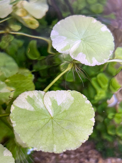 “Variegated” Pennywort