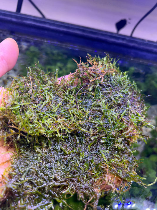 Flame Moss