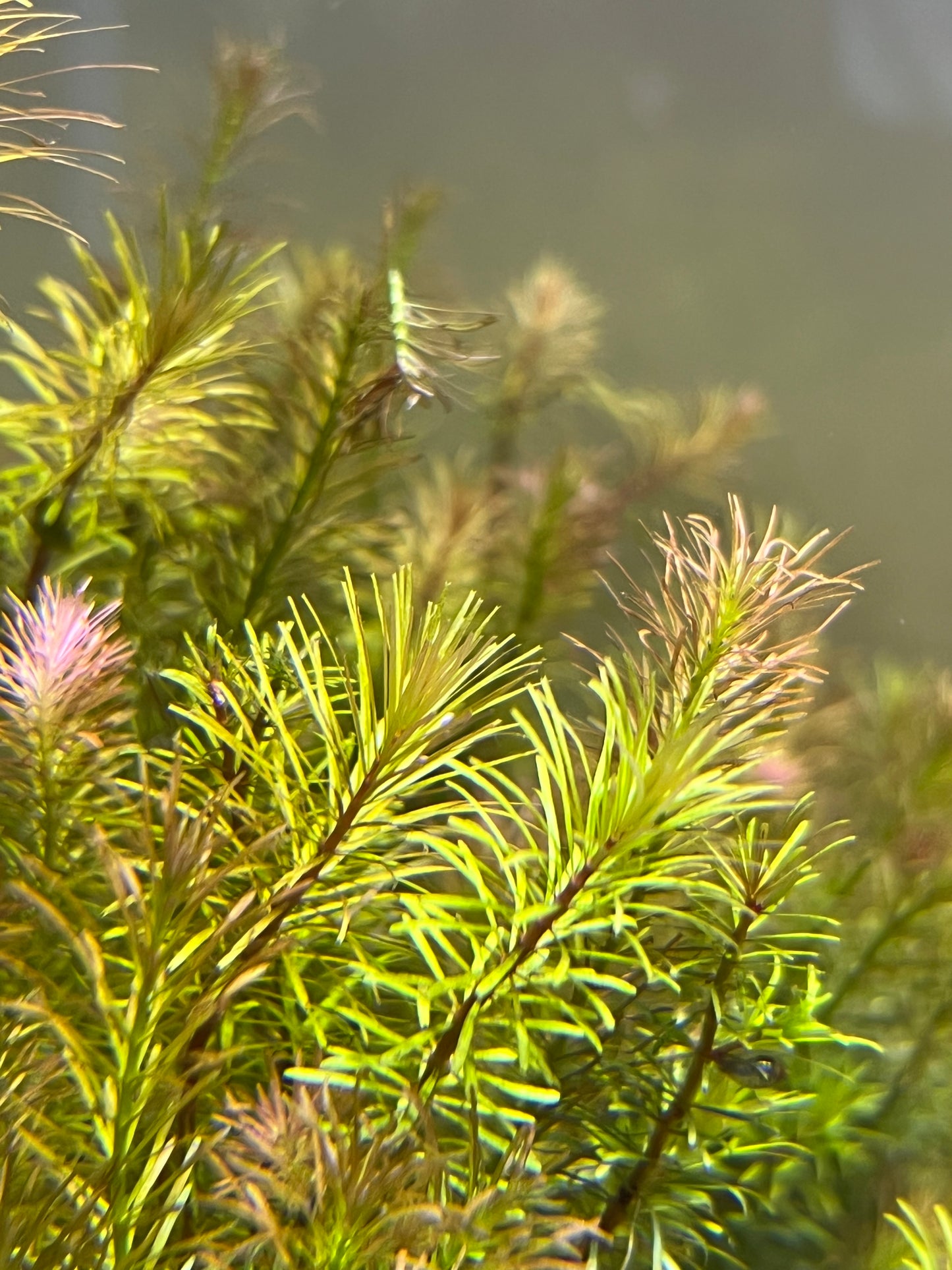 Rotala wallichii