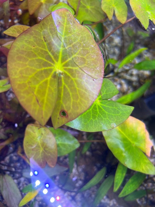 Dwarf water lilly