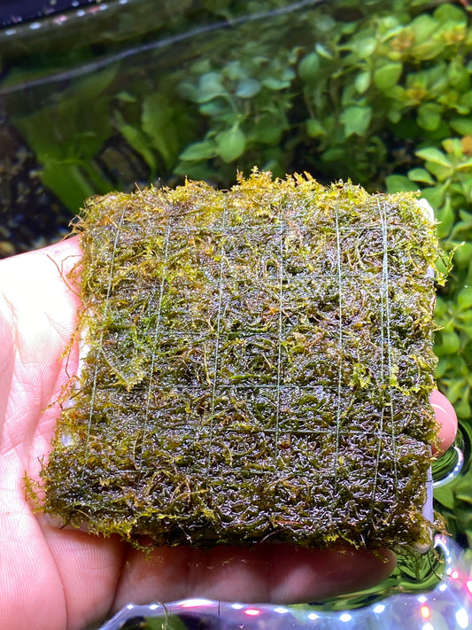 Java moss 3x3 matt