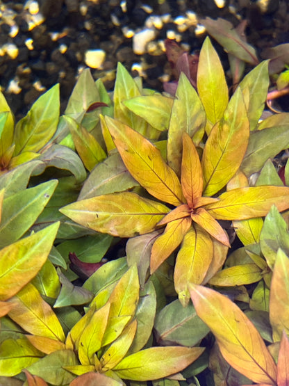 Ludwigia Peruensis