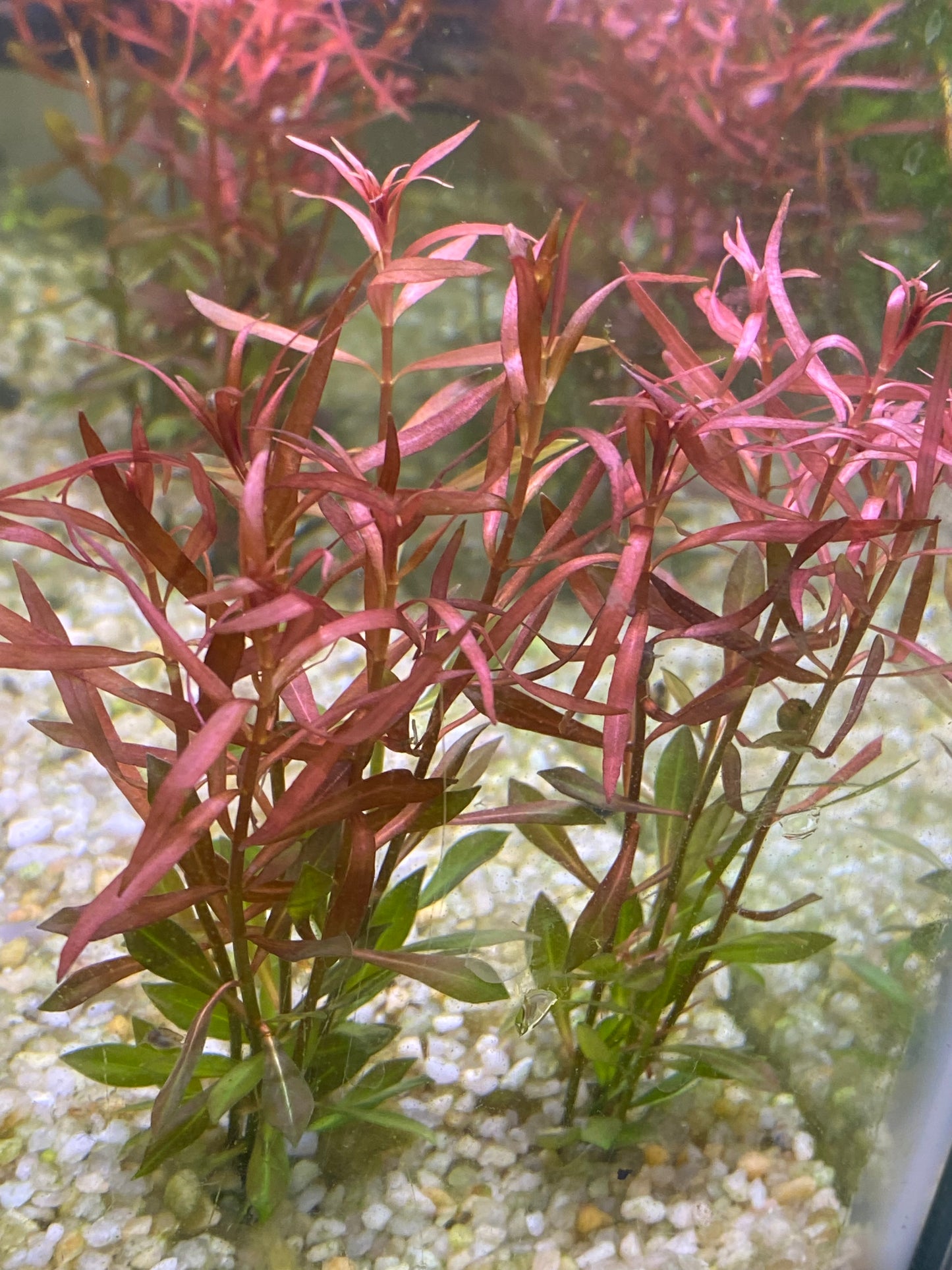 Ludwigia Arcuata