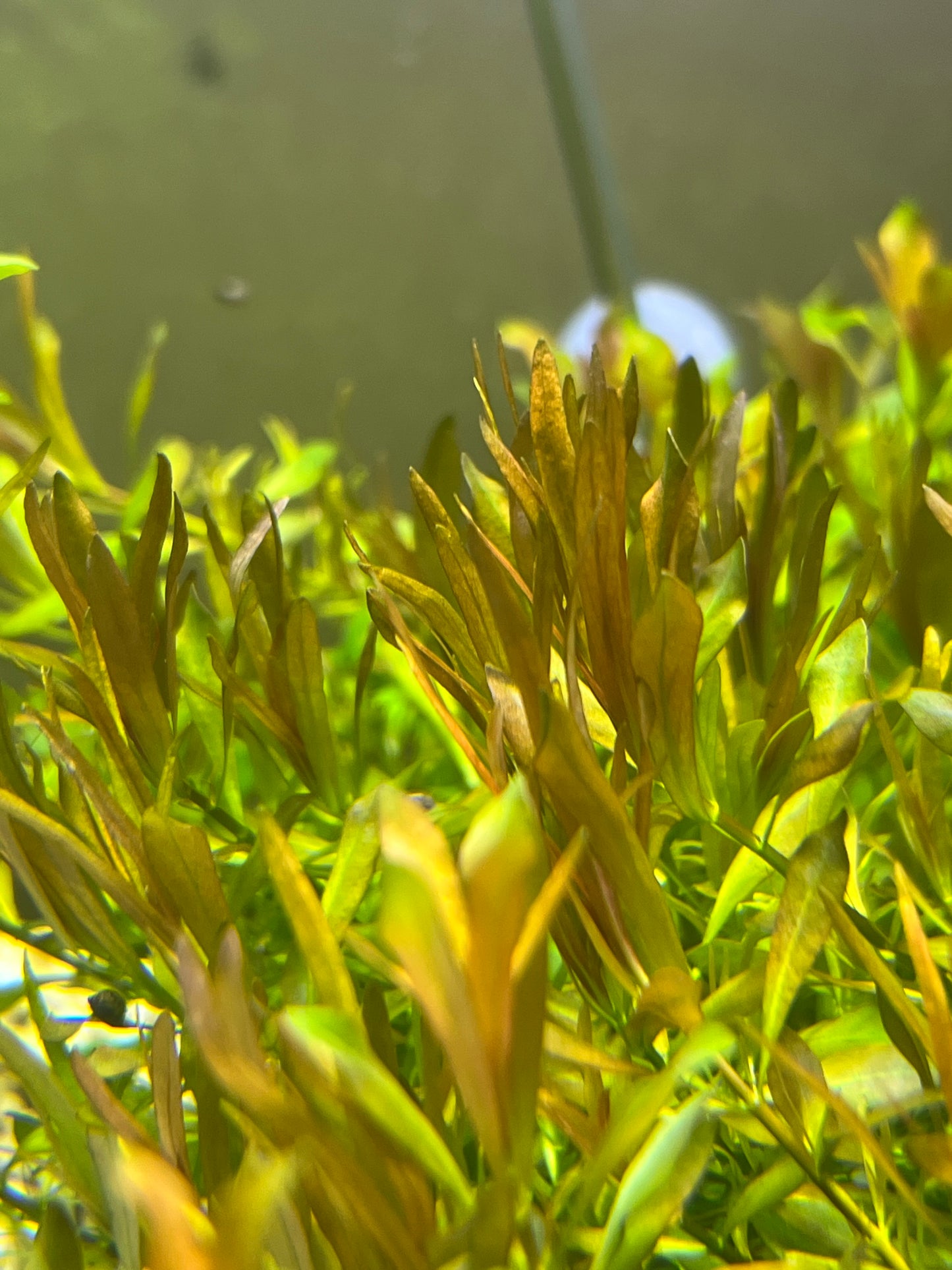 Ludwigia Arcuata