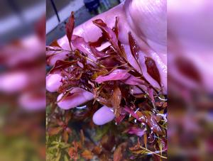 Ludwigia Natans “Super red”