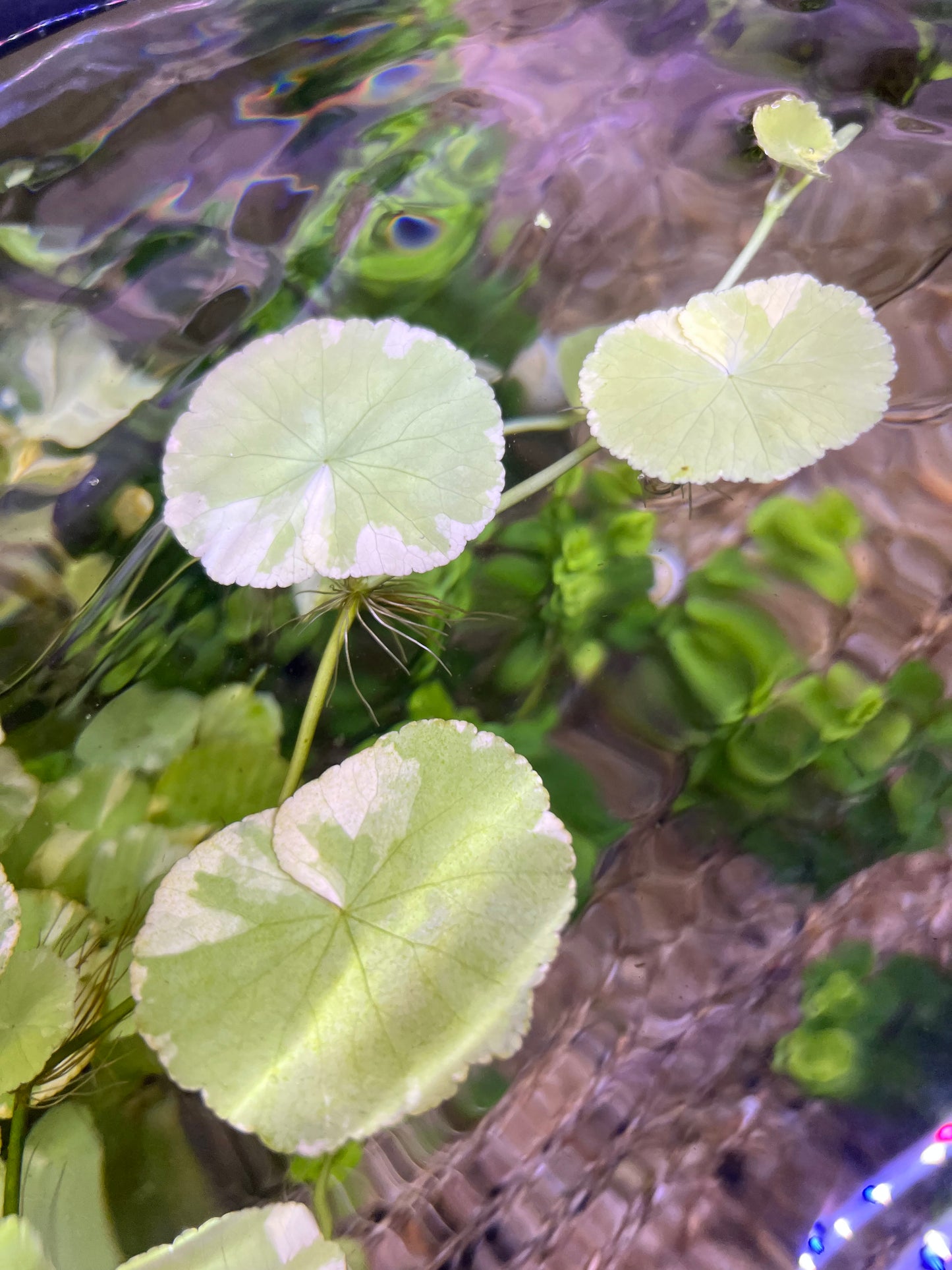 “Variegated” Pennywort