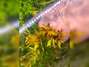 Rotala Rotundifolia “Mini pink”