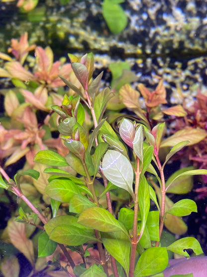 Ludwigia Palustris