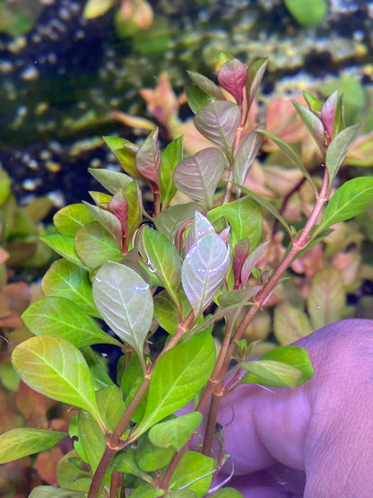 Ludwigia Palustris