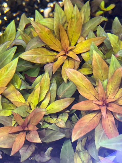 Ludwigia Peruensis