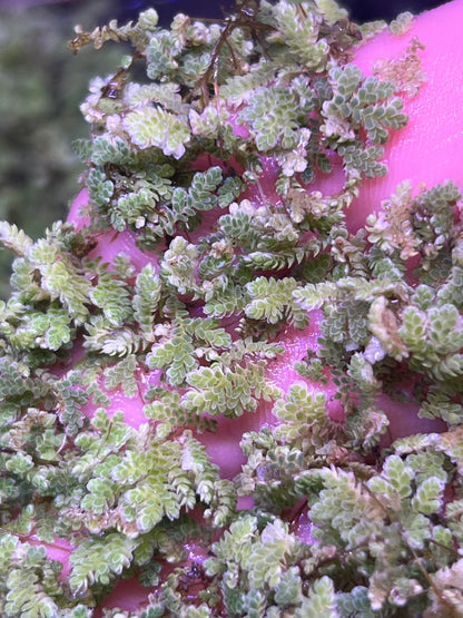 Azolla floating plants (fairy moss)