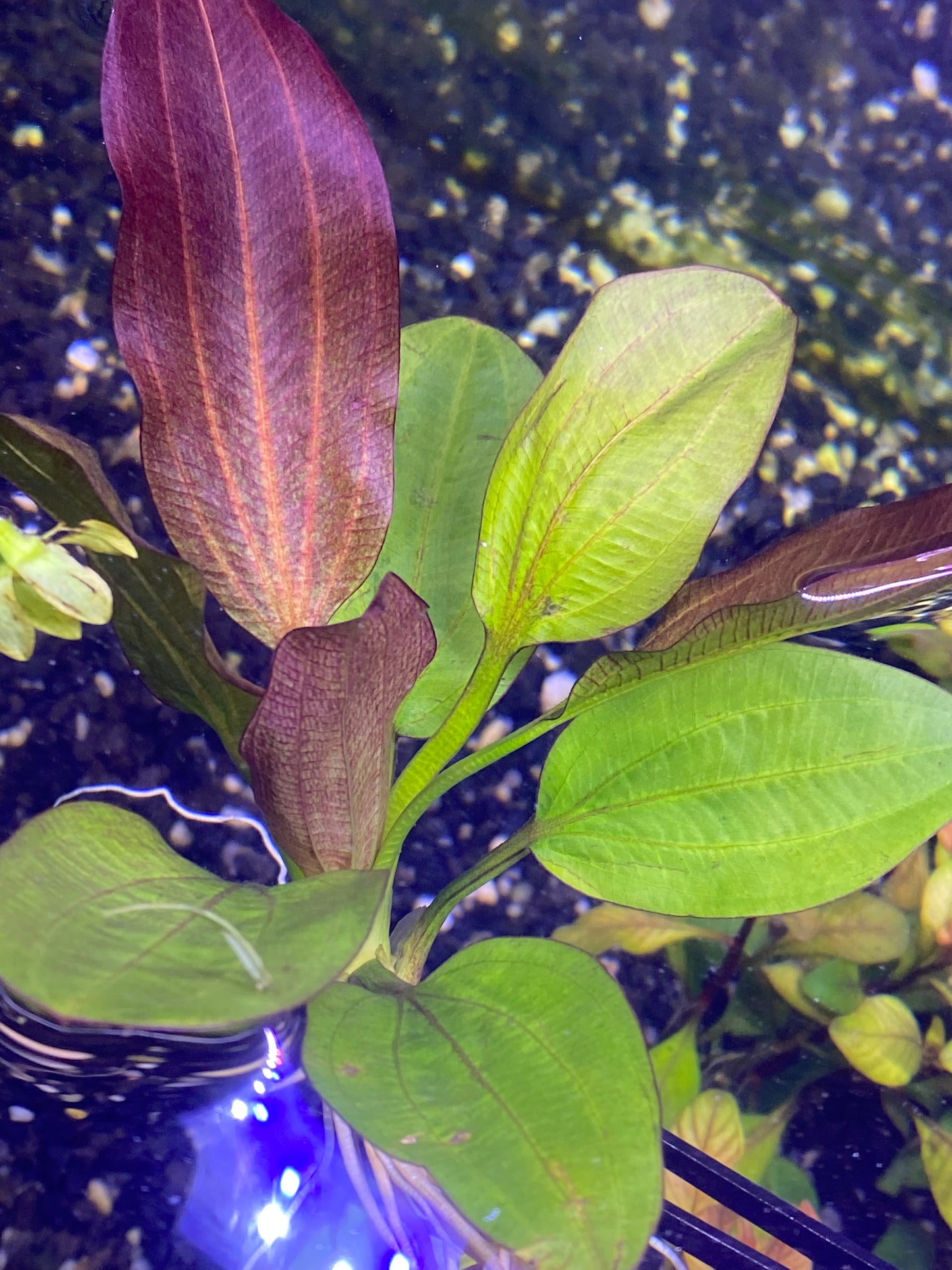 Echinodorus “ fancy twist”