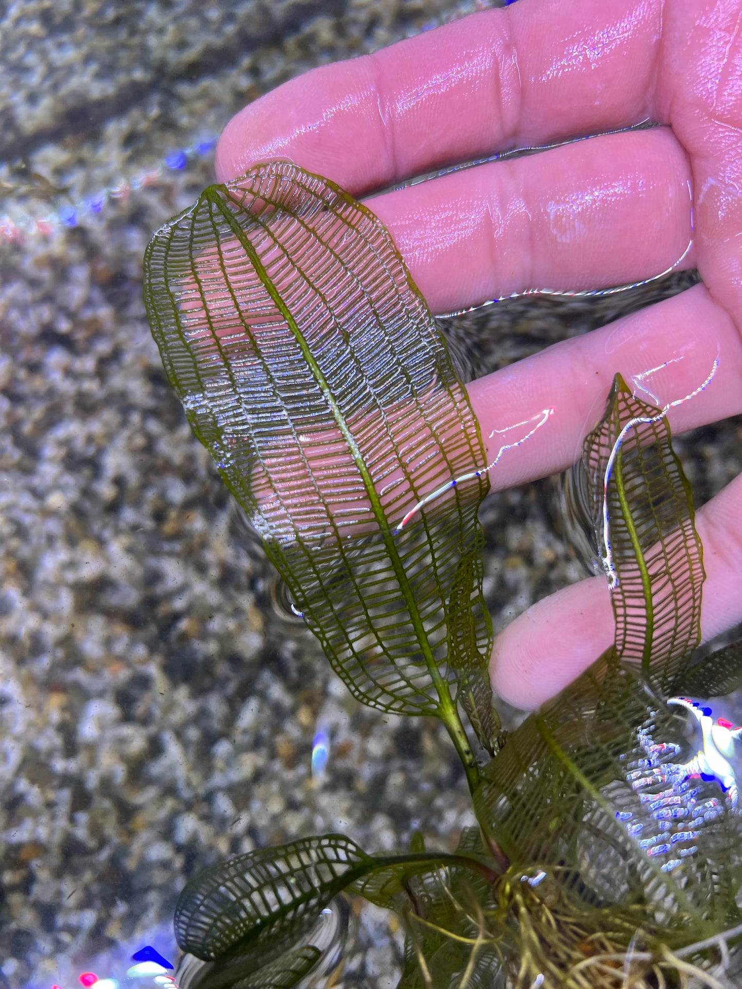Madagascar Lace leaf(aponogeton madagascariensis)