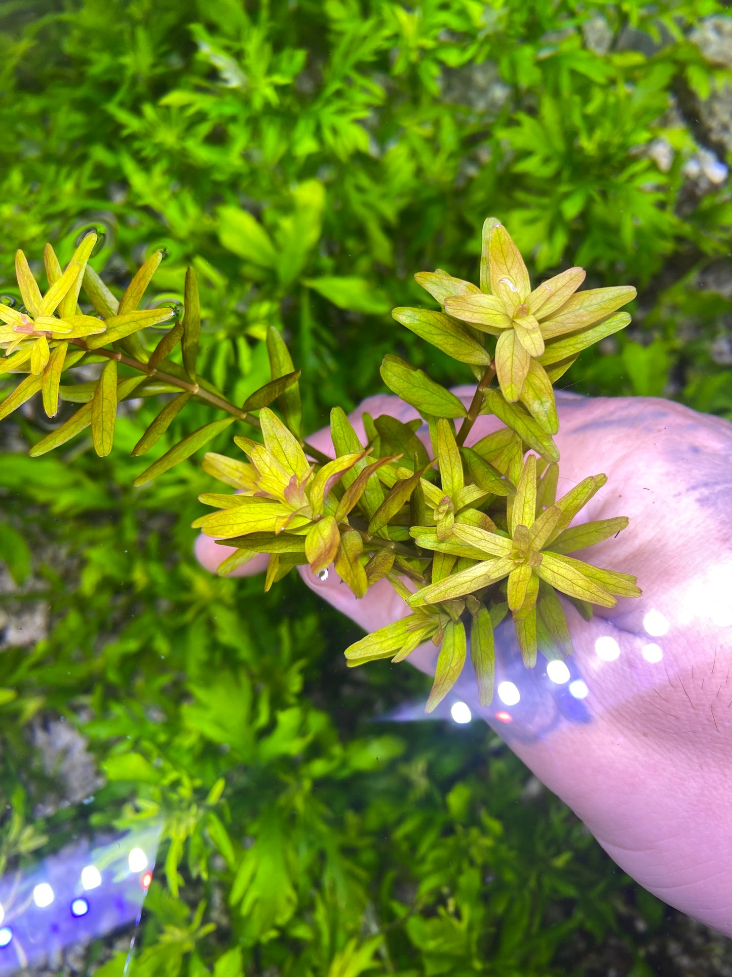 Rotala Rotundifolia “Mini pink”