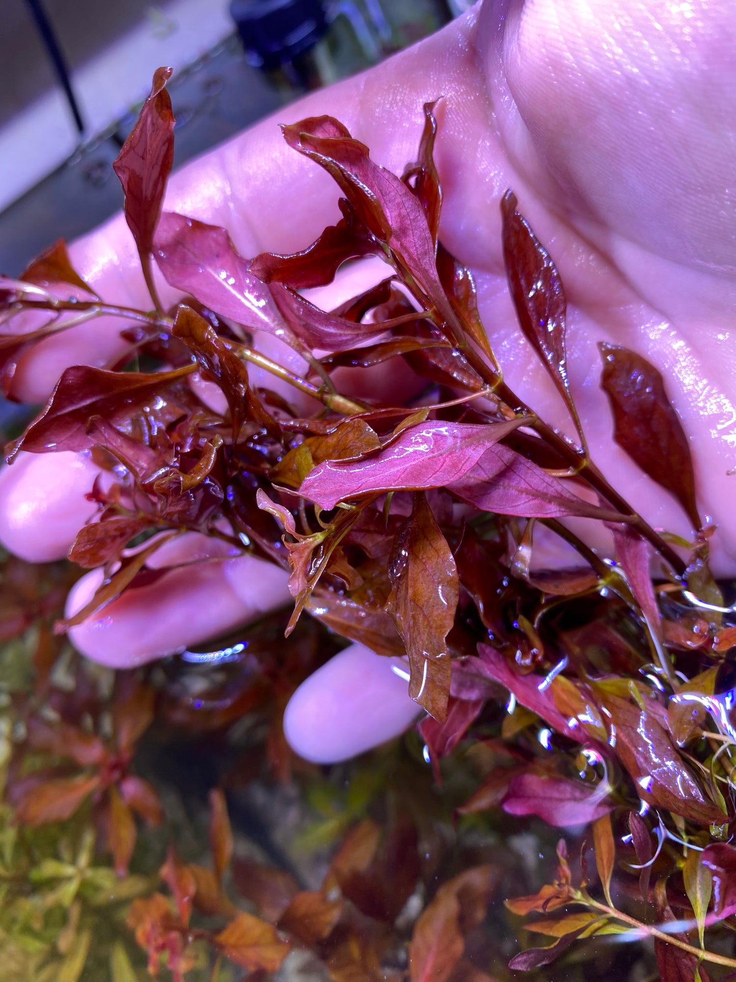 Ludwigia Natans “Super red”