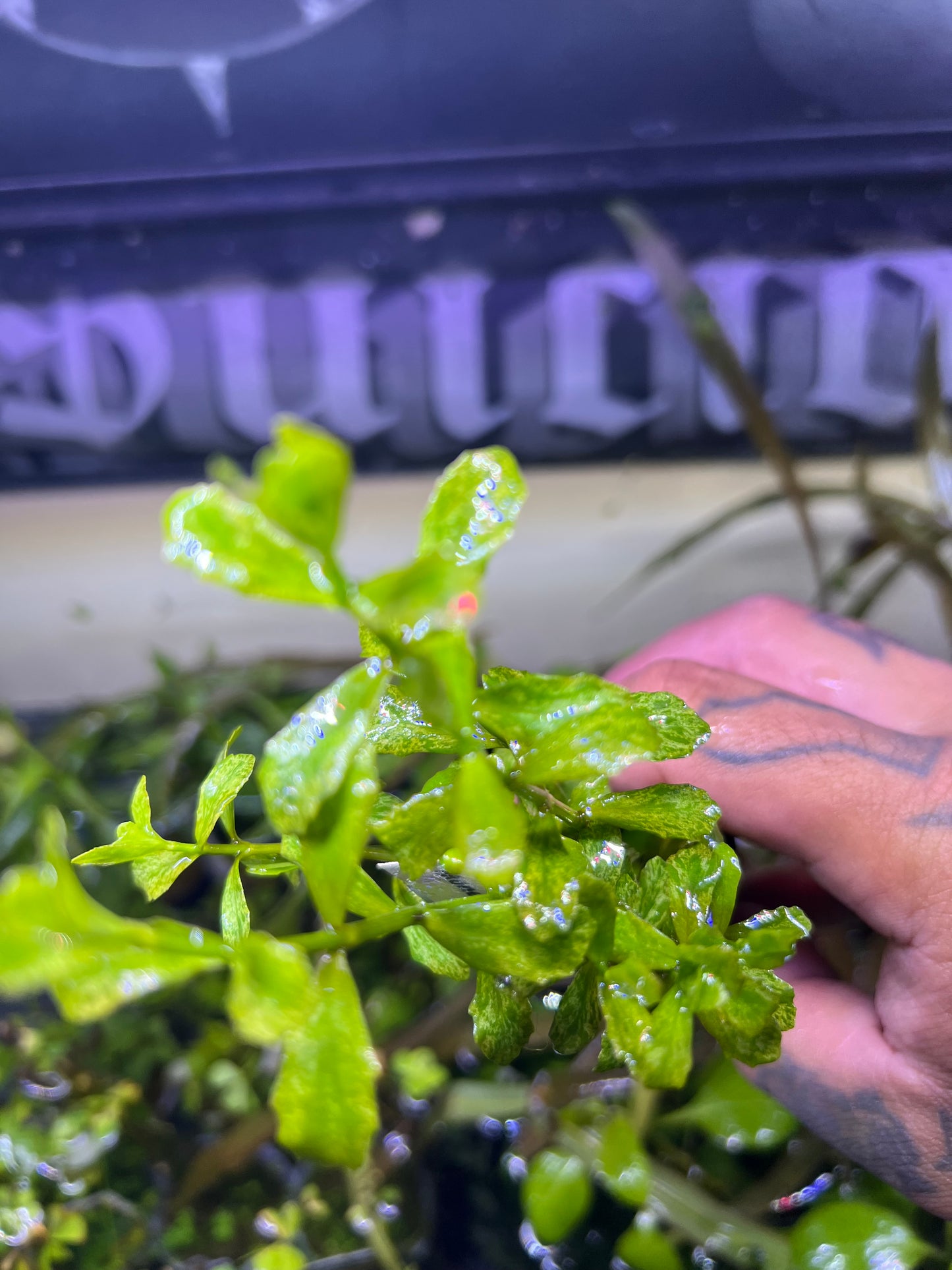 Variegated Moneywort (Potted)