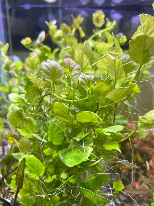Cardamine Lyrata