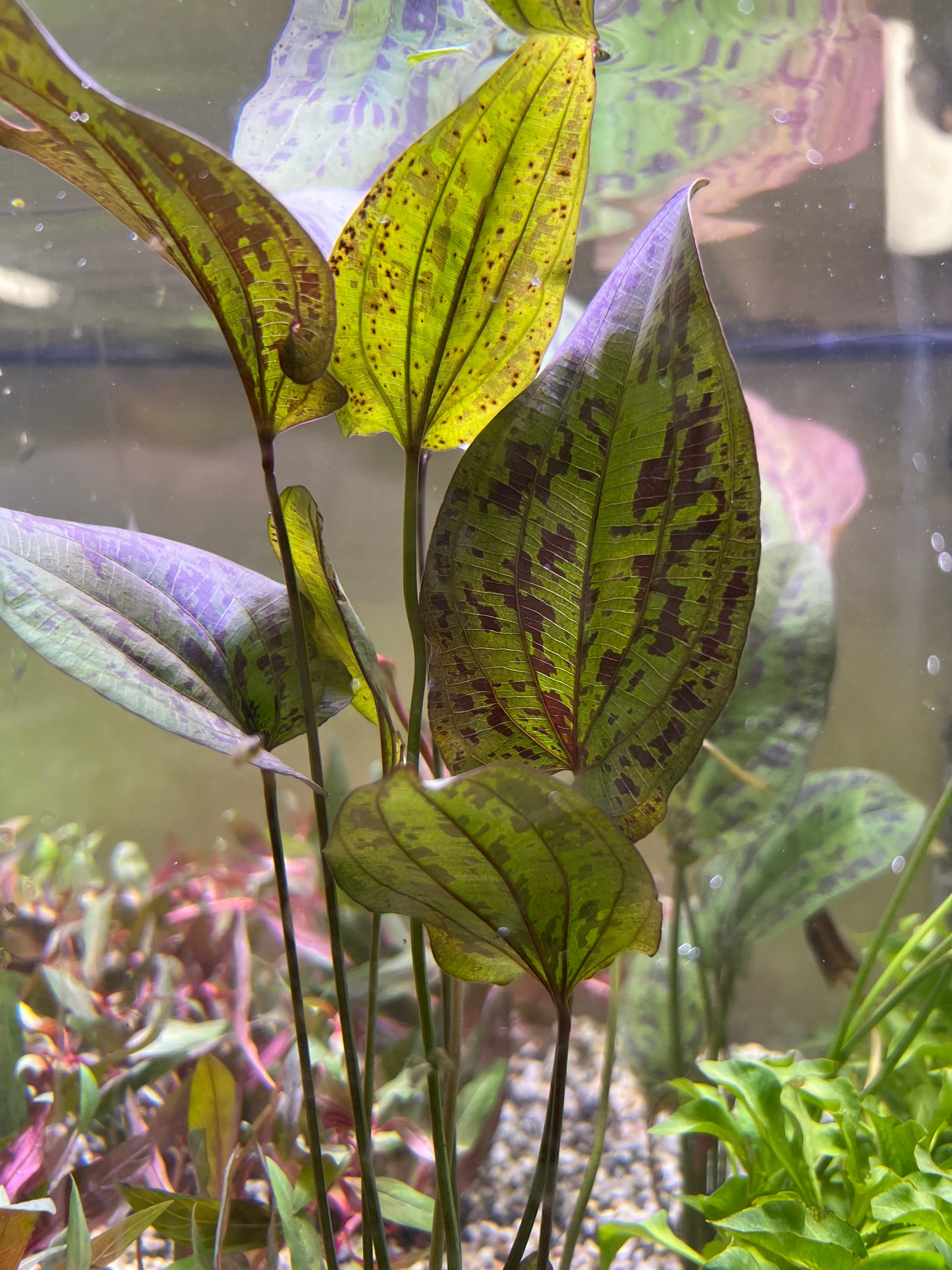 Echinodorus “Stardust”