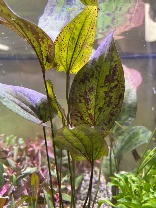 Echinodorus “Stardust”