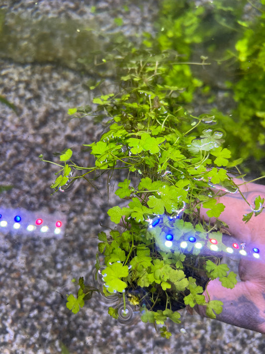 Hydrocotyle japan