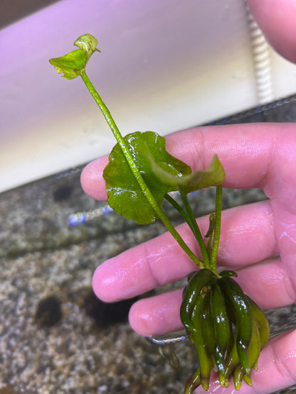 Banana Plant (Nymphoides Aquatica)