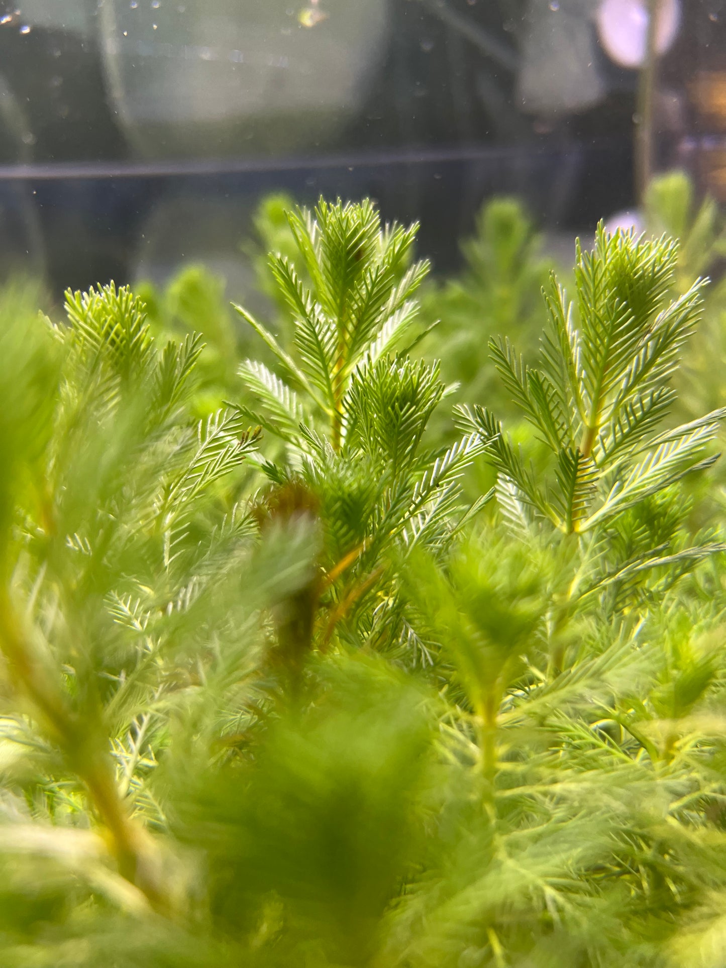 Parrot feather (Myriophyllum Aquaticum)