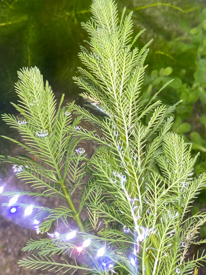 Parrot feather (Myriophyllum Aquaticum)