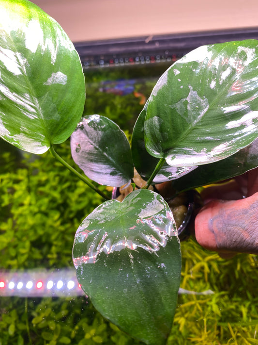 Anubias Barteri Broad Leaf