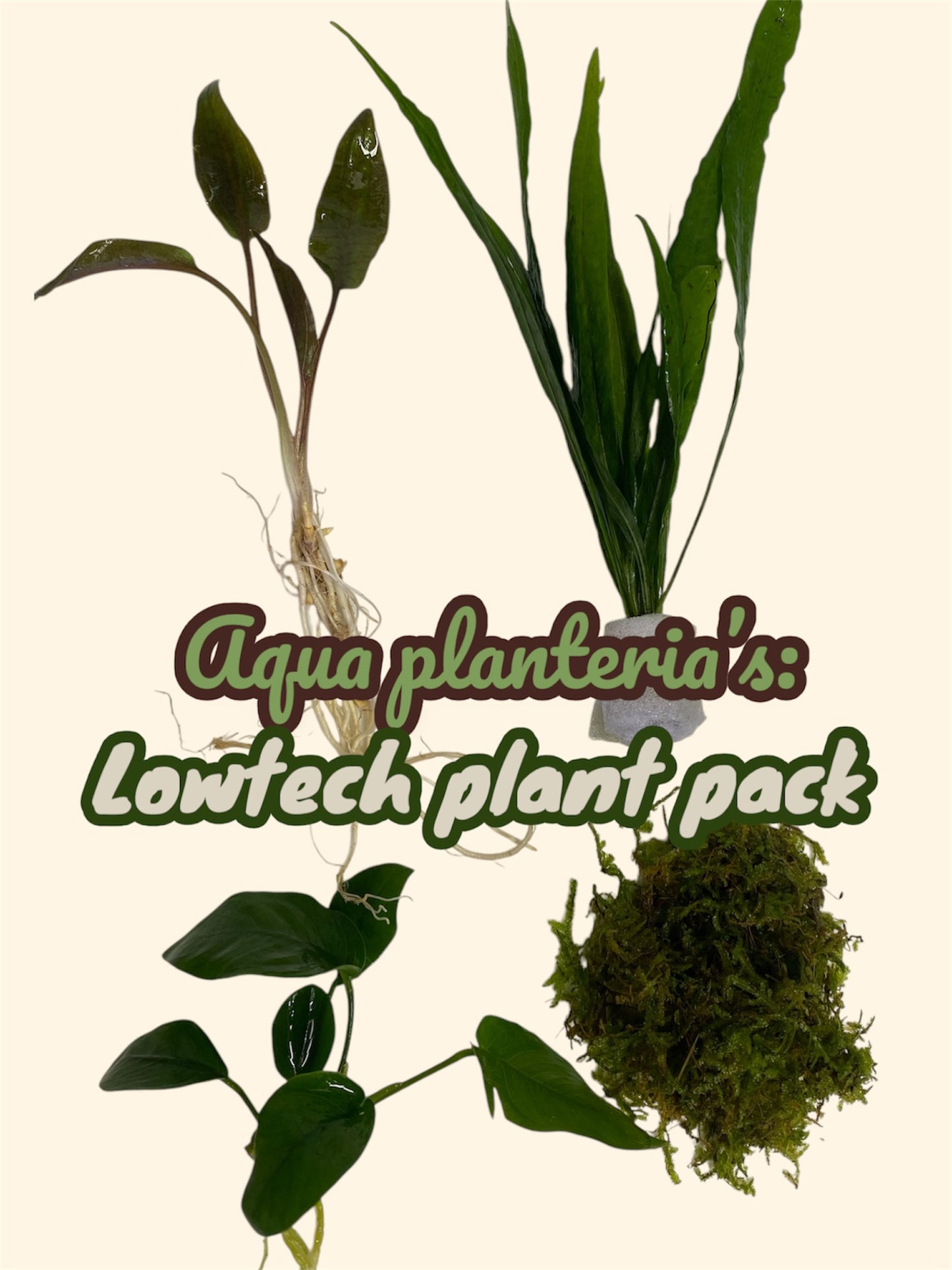 Low-Tech plant pack!