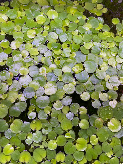 Frogbit Floaters