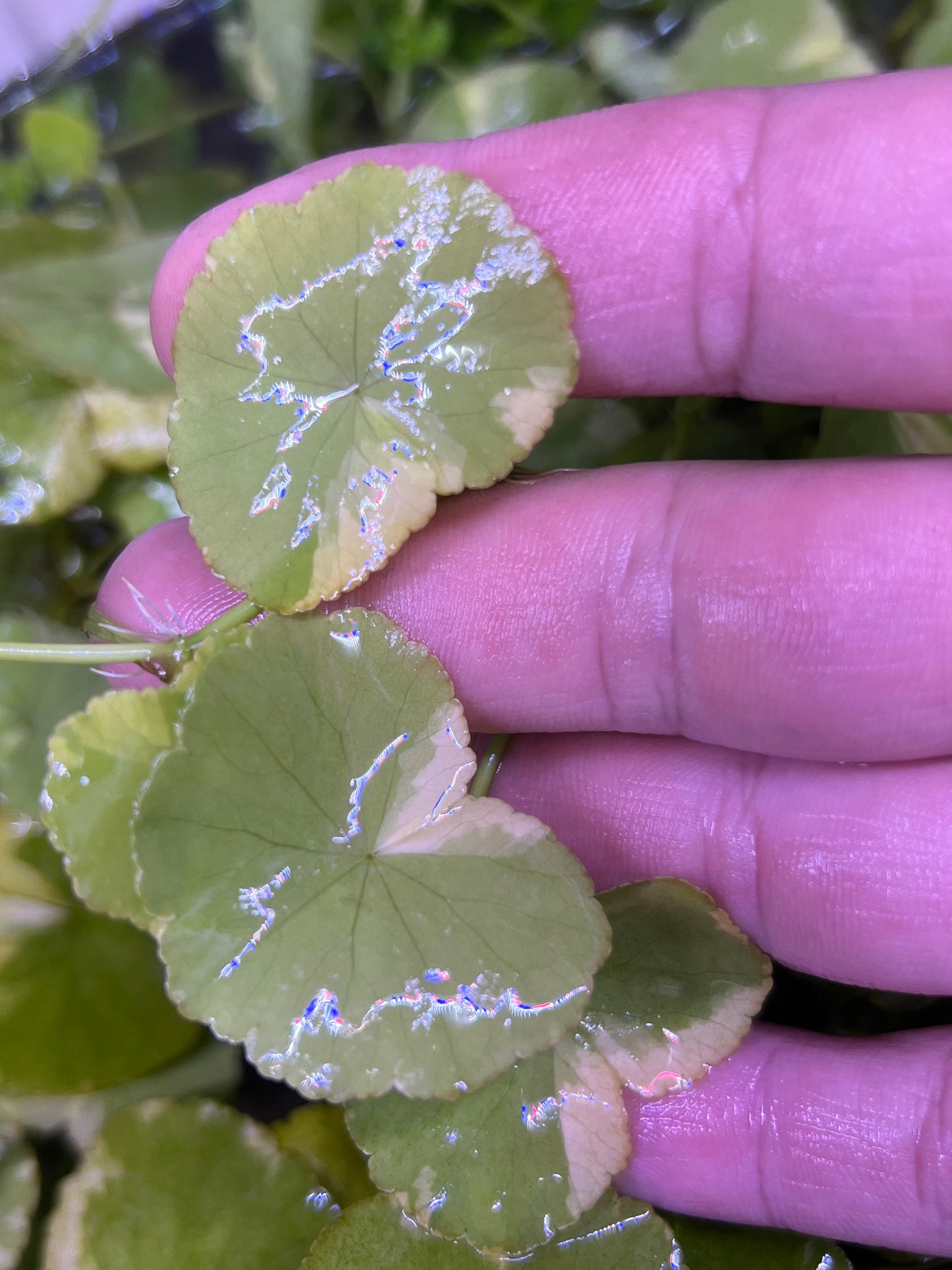 “Variegated” Pennywort