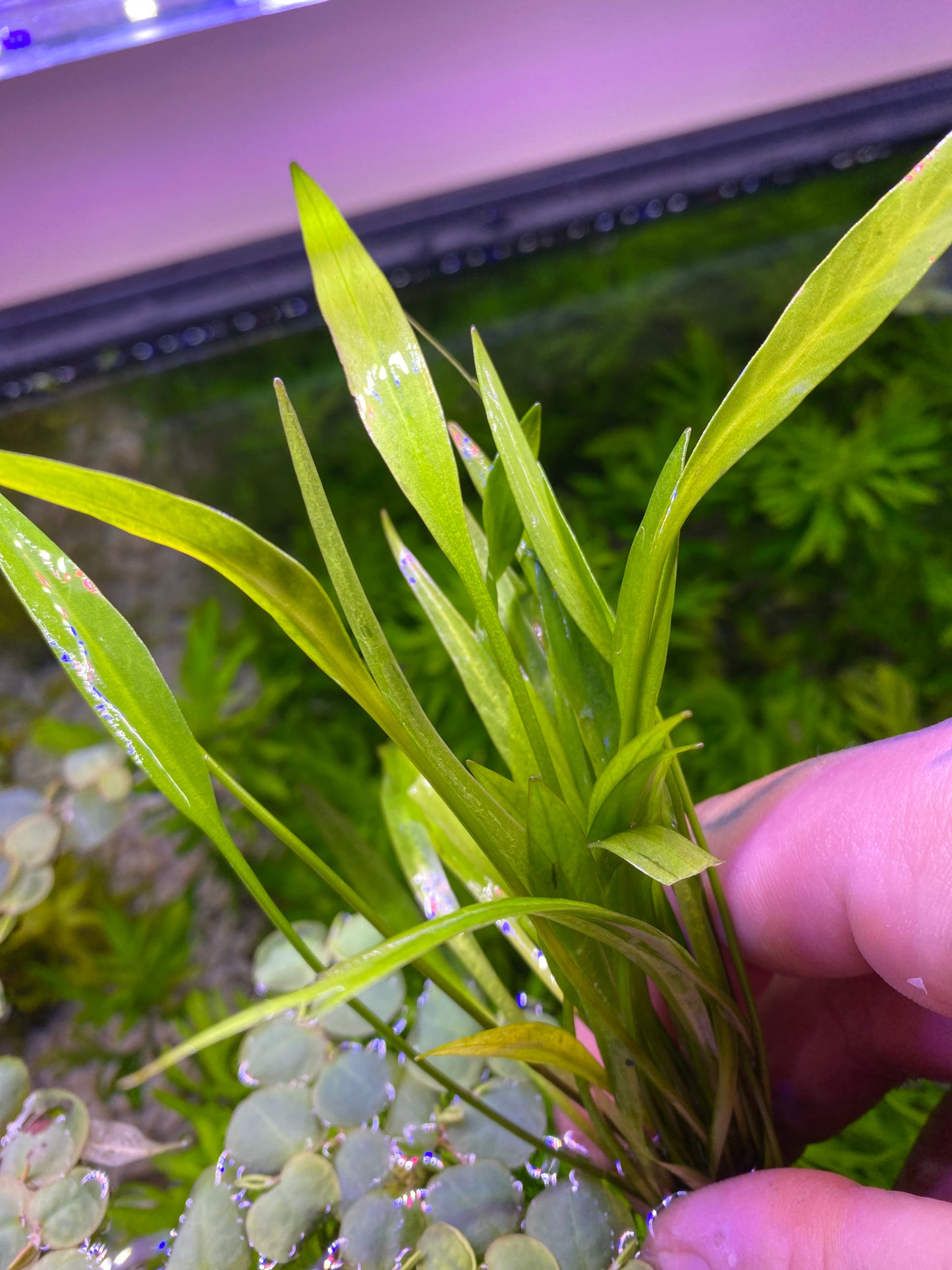 Echinodorus Xinguensis ( Dwarf sword)