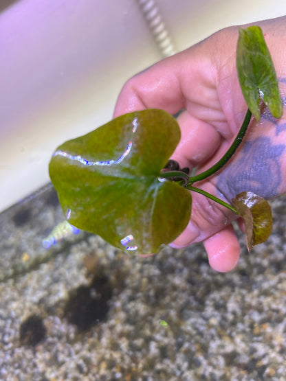 Banana Plant (Nymphoides Aquatica)
