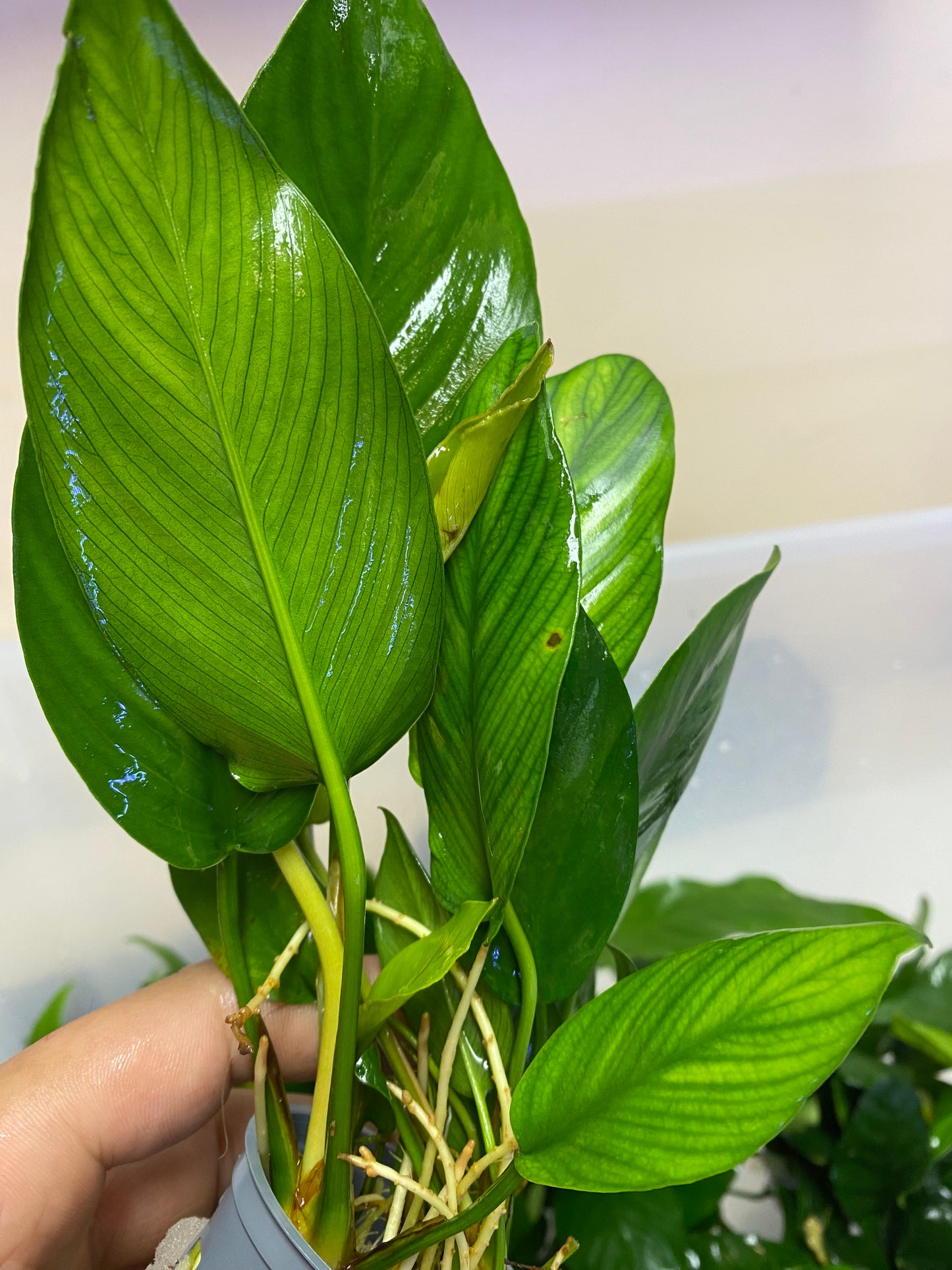 Anubias Gigantea