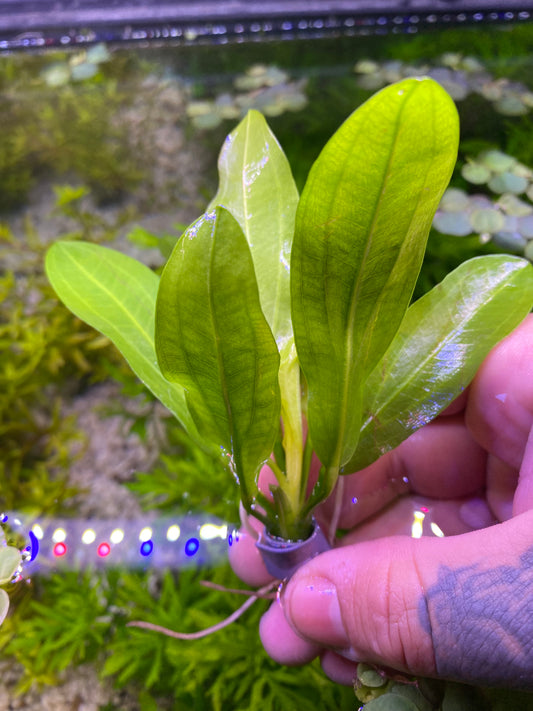 Echinodorus Major; Ruffle sword