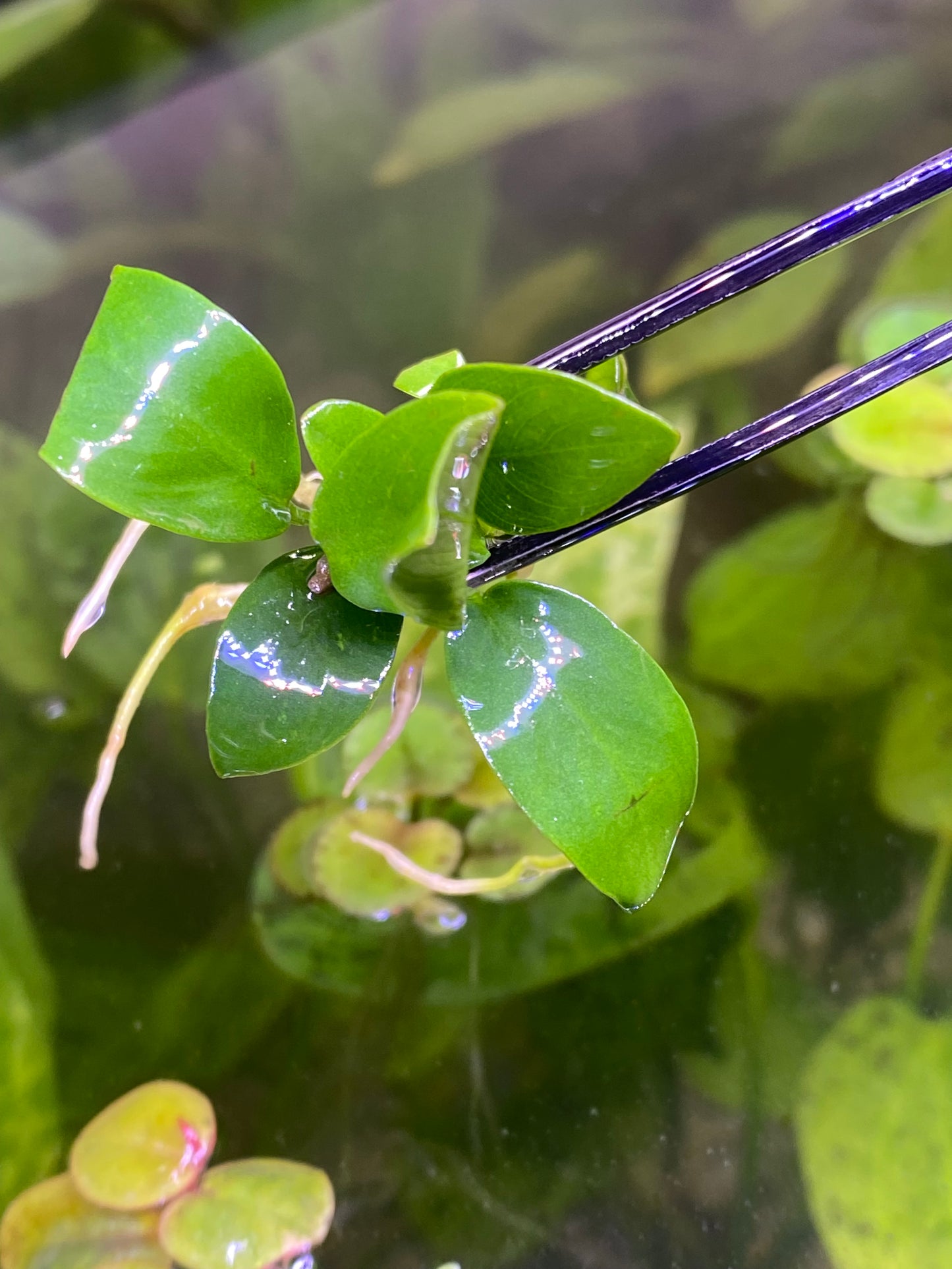 Anubias nana petite