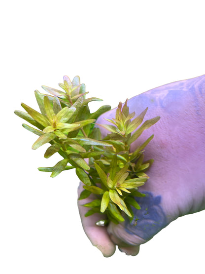 Rotala Rotundifolia “Mini pink”