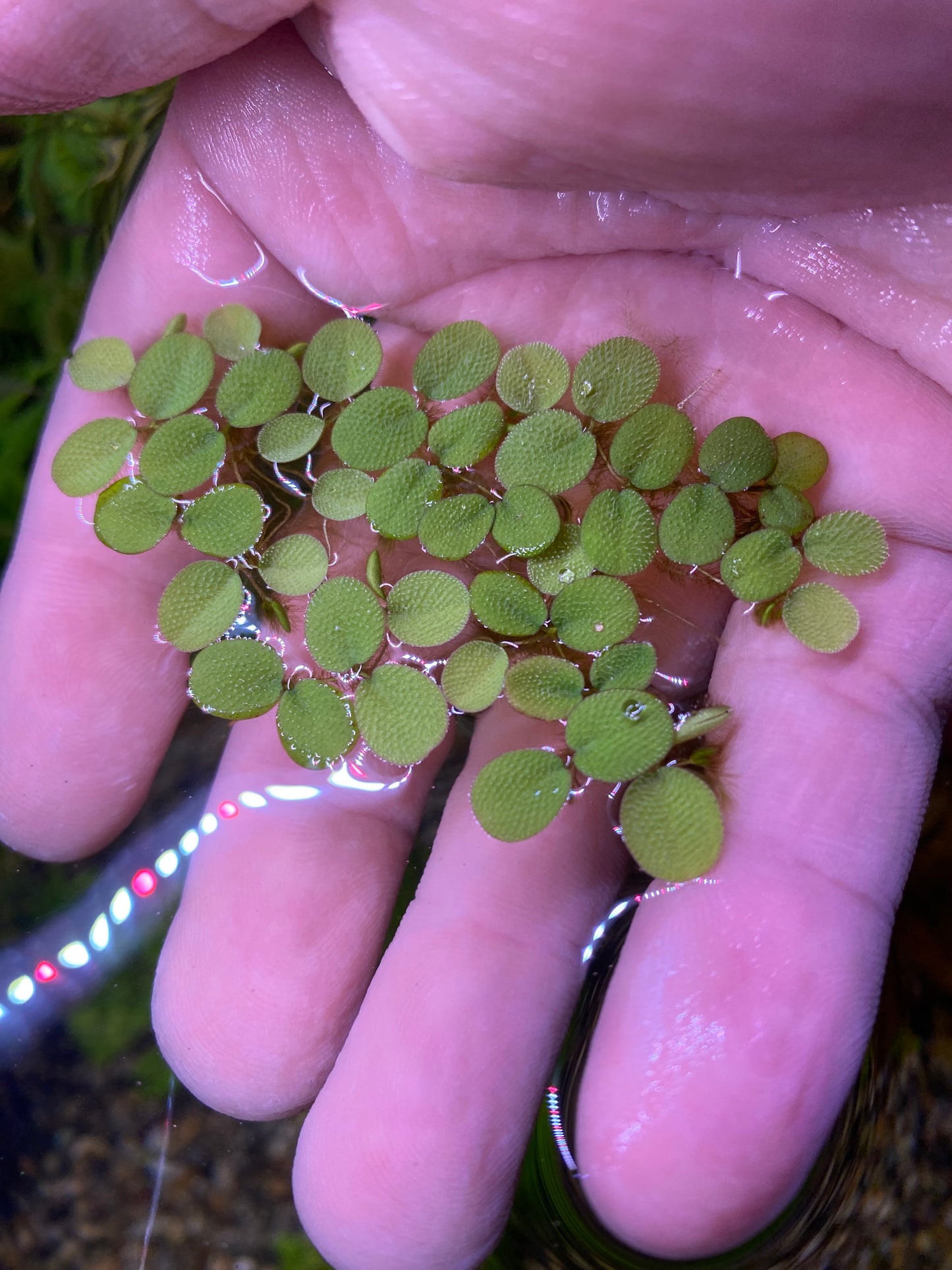 Salivinia minima floater