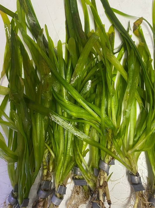 Italian Vallisneria (Vallisneria Spiralis)