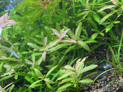 Hygrophilia Polysperma