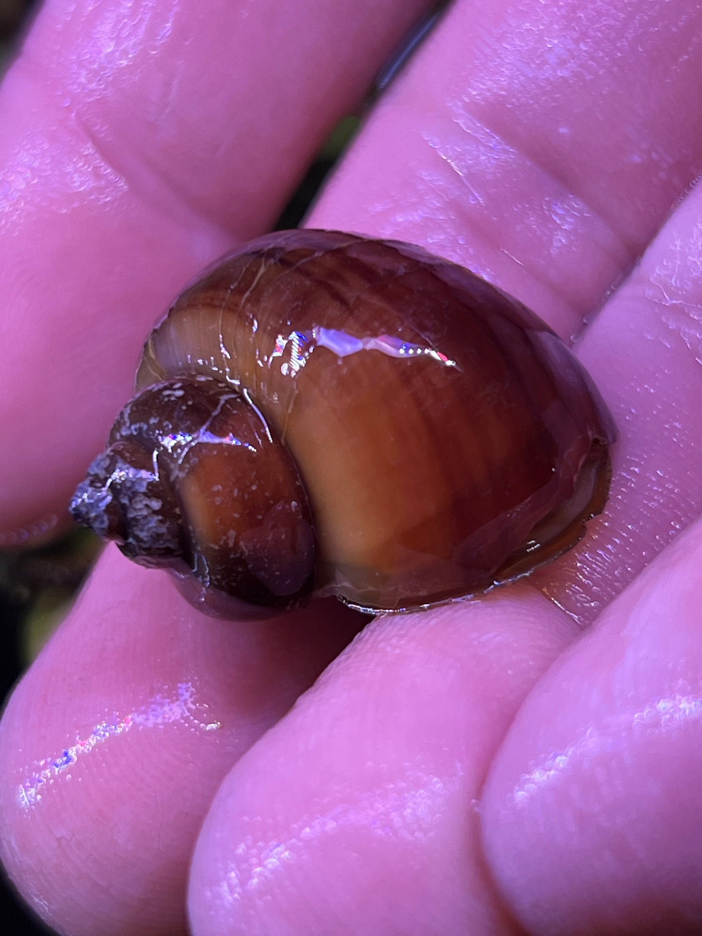 Assorted Mystery Snails!