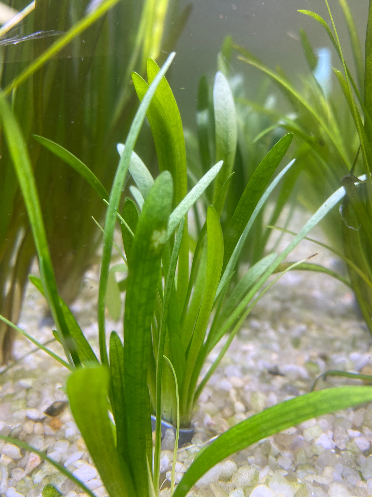 Dwarf Sagittaria