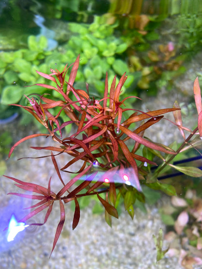 Ludwigia Arcuata