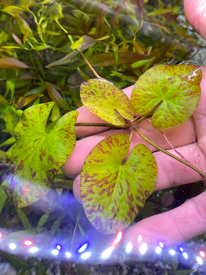 Green tiger lotus