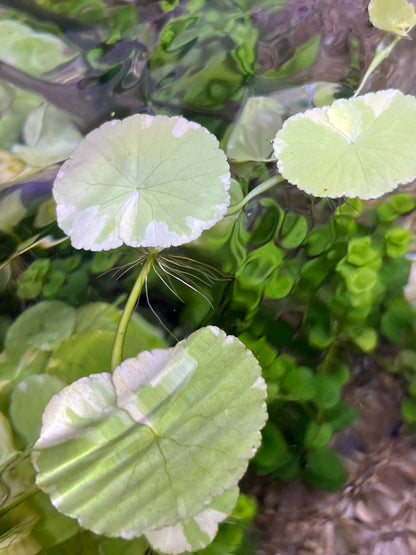 “Variegated” Pennywort